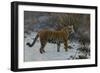 Un Tigre Dans La Neige  (A Tiger in the Snow) Peinture De Hugo Ungewitter (1869-1944) 1912 Collect-Hugo Ungewitter-Framed Giclee Print