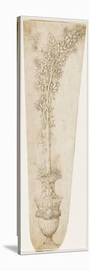 Un vase et une branche d'oranger-Andrea Mantegna-Stretched Canvas