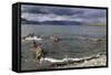 Unalaska Bay, Dutch Harbor, Aleutian Islands, Alaska, United States of America, North America-Richard Cummins-Framed Stretched Canvas