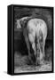 Uncertain, the Horse in the Stable-Theodore Gericault-Framed Stretched Canvas