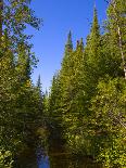 Forested Shoreline-unclealp-Photographic Print