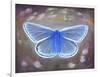 Uncommon Blue, 2015-Helen White-Framed Giclee Print