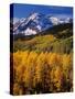 Uncompahgre National Forest CO USA-null-Stretched Canvas