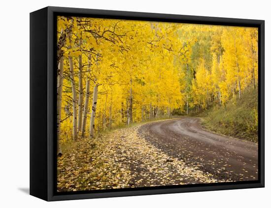 Uncompahgre National Forest, Colorado, USA-Don Grall-Framed Stretched Canvas