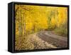 Uncompahgre National Forest, Colorado, USA-Don Grall-Framed Stretched Canvas