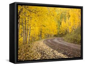 Uncompahgre National Forest, Colorado, USA-Don Grall-Framed Stretched Canvas