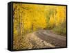 Uncompahgre National Forest, Colorado, USA-Don Grall-Framed Stretched Canvas