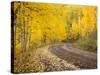 Uncompahgre National Forest, Colorado, USA-Don Grall-Stretched Canvas