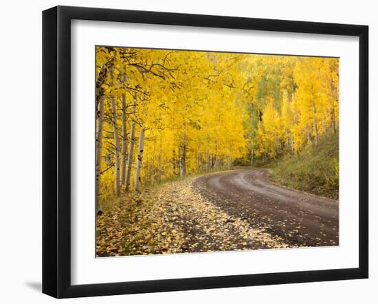 Uncompahgre National Forest, Colorado, USA-Don Grall-Framed Photographic Print