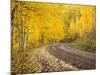 Uncompahgre National Forest, Colorado, USA-Don Grall-Mounted Photographic Print