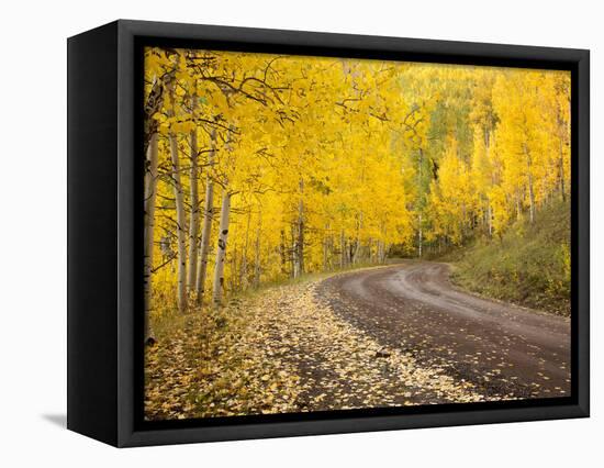 Uncompahgre National Forest, Colorado, USA-Don Grall-Framed Stretched Canvas