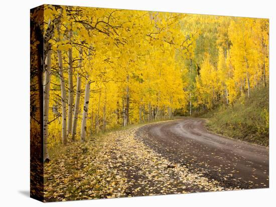 Uncompahgre National Forest, Colorado, USA-Don Grall-Stretched Canvas