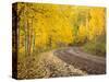 Uncompahgre National Forest, Colorado, USA-Don Grall-Stretched Canvas