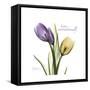 Unconditional Tulip-Albert Koetsier-Framed Stretched Canvas