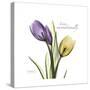 Unconditional Tulip-Albert Koetsier-Stretched Canvas