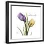 Unconditional Tulip-Albert Koetsier-Framed Premium Giclee Print