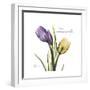 Unconditional Tulip-Albert Koetsier-Framed Premium Giclee Print