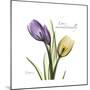 Unconditional Tulip-Albert Koetsier-Mounted Premium Giclee Print