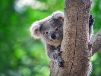 Baby Koala on a Tree.-undefined undefined-Photographic Print