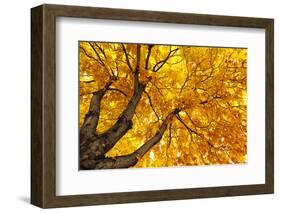 Under Big Autumn Tree-Kashak-Framed Photographic Print