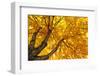 Under Big Autumn Tree-Kashak-Framed Photographic Print