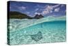 Under Over Underwater Shot Of A Stingray On White Sand, With Tourists Legs In The Bkgd Bora Bora-Karine Aigner-Stretched Canvas