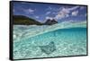 Under Over Underwater Shot Of A Stingray On White Sand, With Tourists Legs In The Bkgd Bora Bora-Karine Aigner-Framed Stretched Canvas