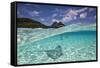Under Over Underwater Shot Of A Stingray On White Sand, With Tourists Legs In The Bkgd Bora Bora-Karine Aigner-Framed Stretched Canvas