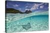 Under Over Underwater Shot Of A Stingray On White Sand, With Tourists Legs In The Bkgd Bora Bora-Karine Aigner-Stretched Canvas