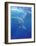 Under Sea Dolphins-Tim O'toole-Framed Art Print