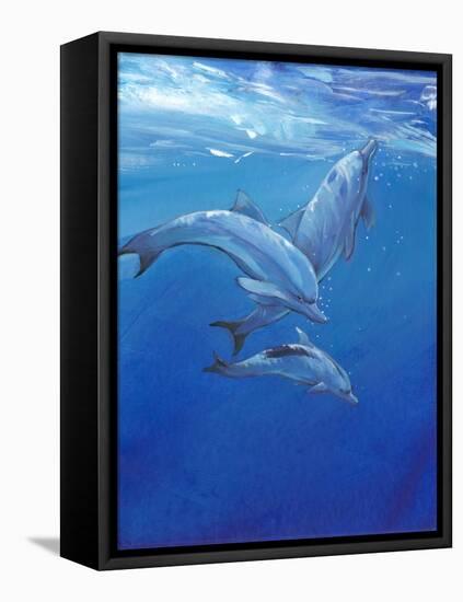 Under Sea Dolphins-Tim O'toole-Framed Stretched Canvas