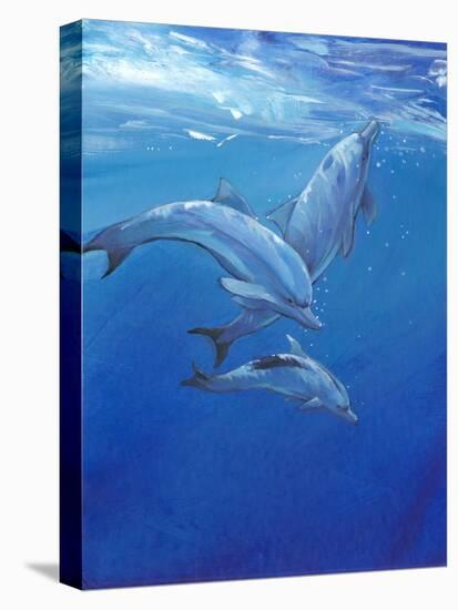 Under Sea Dolphins-Tim O'toole-Stretched Canvas