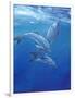 Under Sea Dolphins-Tim O'toole-Framed Art Print