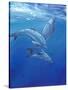 Under Sea Dolphins-Tim O'toole-Stretched Canvas