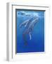 Under Sea Whales I-Tim O'toole-Framed Art Print