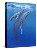 Under Sea Whales I-Tim O'toole-Stretched Canvas