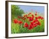 Under Summer Skies-Mary Dipnall-Framed Giclee Print