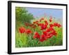 Under Summer Skies-Mary Dipnall-Framed Giclee Print