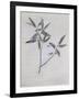 Under-Surface of a Dried Spray of Olive-John Ruskin-Framed Giclee Print