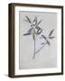 Under-Surface of a Dried Spray of Olive-John Ruskin-Framed Giclee Print