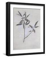 Under-Surface of a Dried Spray of Olive-John Ruskin-Framed Giclee Print