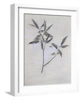 Under-Surface of a Dried Spray of Olive-John Ruskin-Framed Giclee Print