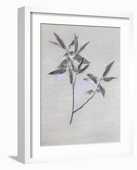 Under-Surface of a Dried Spray of Olive-John Ruskin-Framed Giclee Print