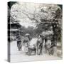 Under the Cherry Blossoms, Looking Northeast Along the Main Avenue of Shiba Park, Tokyo, Japan-Underwood & Underwood-Stretched Canvas