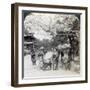 Under the Cherry Blossoms, Looking Northeast Along the Main Avenue of Shiba Park, Tokyo, Japan-Underwood & Underwood-Framed Photographic Print