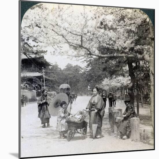 Under the Cherry Blossoms, Looking Northeast Along the Main Avenue of Shiba Park, Tokyo, Japan-Underwood & Underwood-Mounted Photographic Print