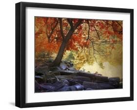 Under the Maple Tree-Jessica Jenney-Framed Giclee Print