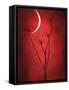 Under the Moon 2-Philippe Sainte-Laudy-Framed Stretched Canvas