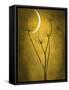 Under the Moon 3-Philippe Sainte-Laudy-Framed Stretched Canvas