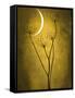 Under the Moon 3-Philippe Sainte-Laudy-Framed Stretched Canvas